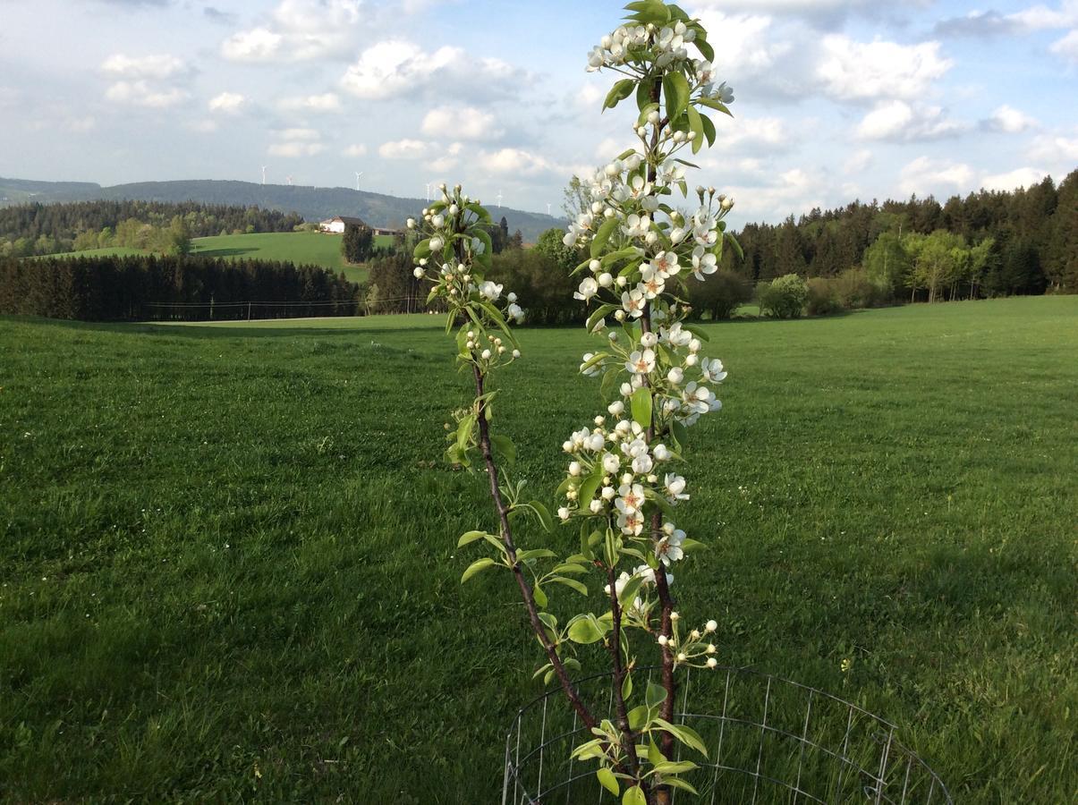 Ferienbauernhof Koller Helfenberg Exterior foto